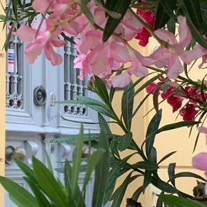 Meet your Posher, Darla